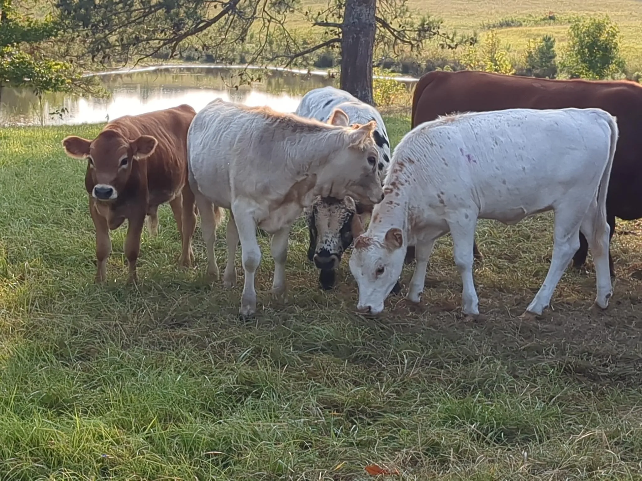 Four calves hanging out in a grass pasture.