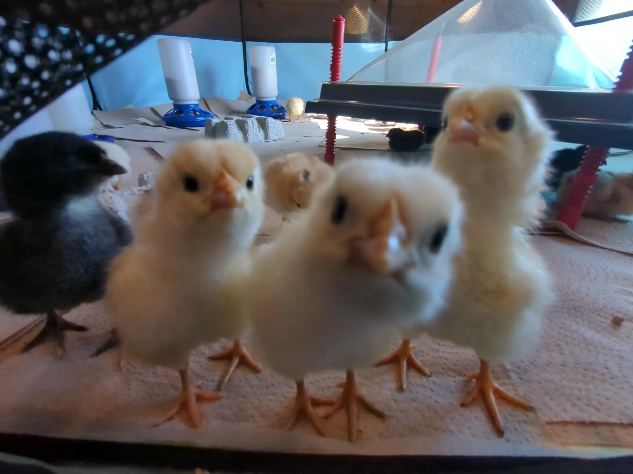 Week old baby chicks in an indoor brooder.