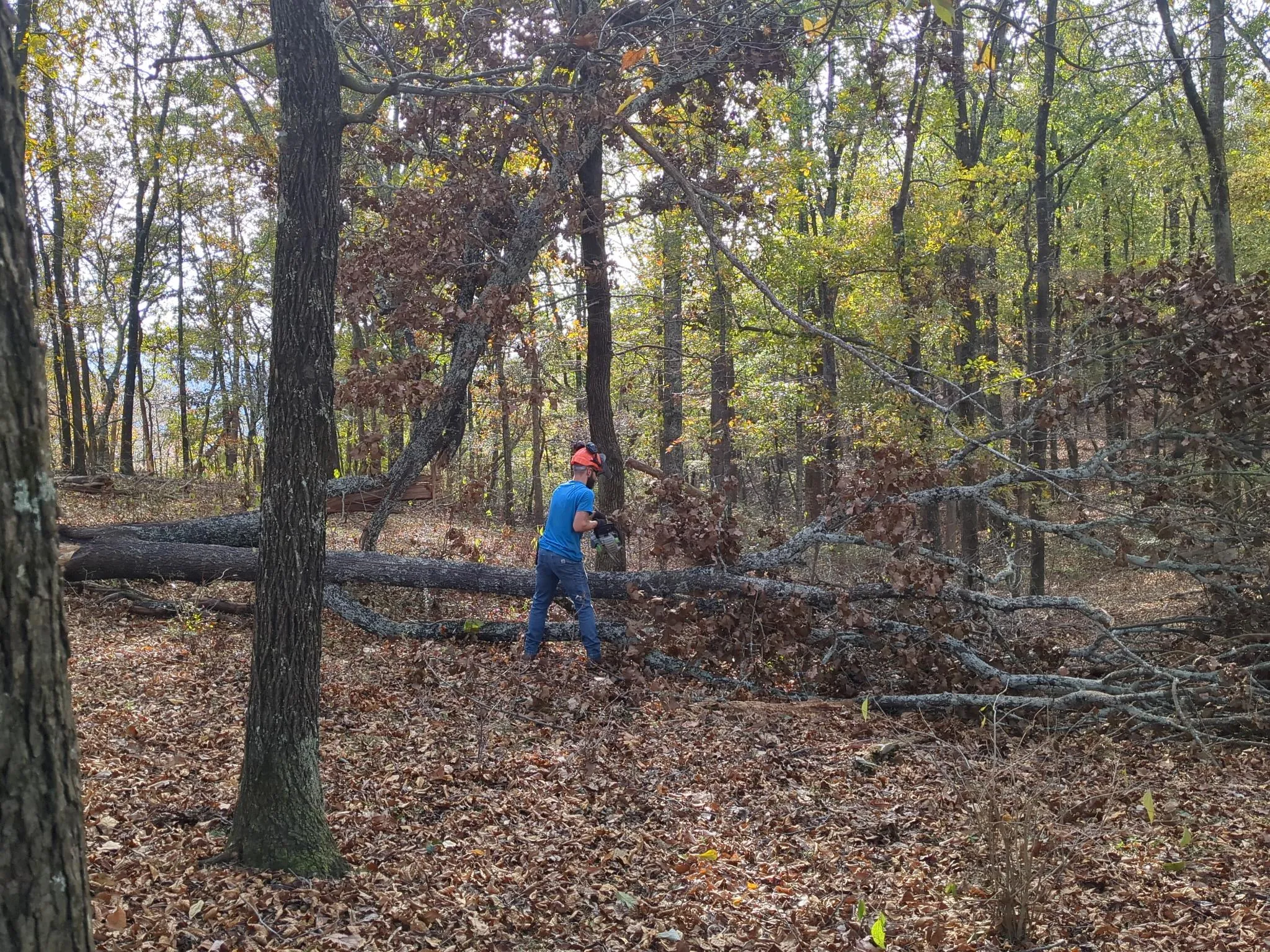 Tony cleaning up a tree hit by lightning.