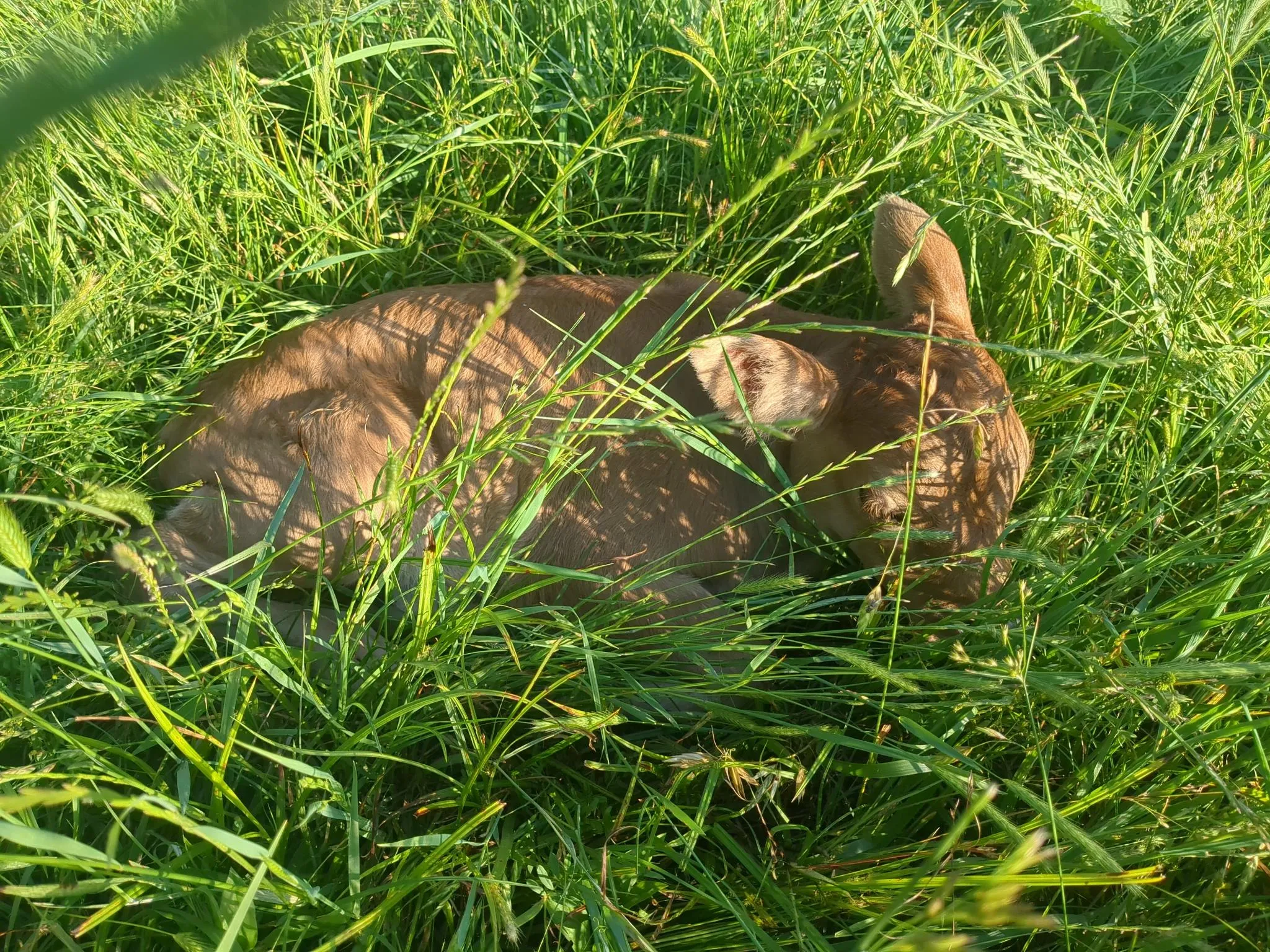 A one day old fawn bull calf laying in a grassy field.